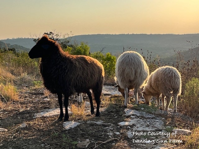 Photo Courtesy of Dancing Sun Farm